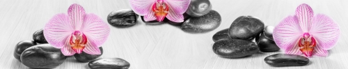 Horizontal panorama with pink orchids and zen stones on a wooden